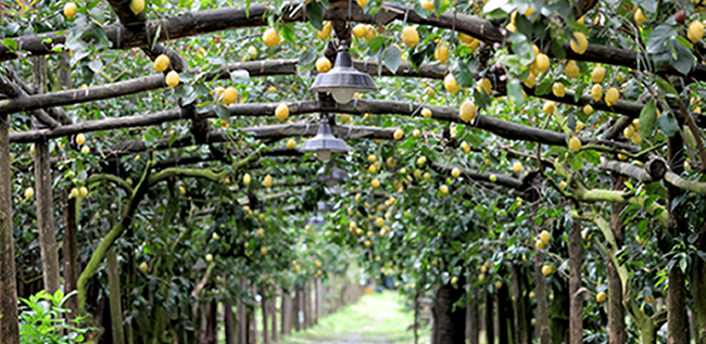 Azienda Agricola Il Convento